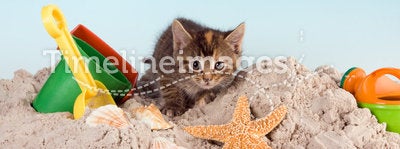 Kitty on a beach