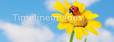 Ladybug in a flower