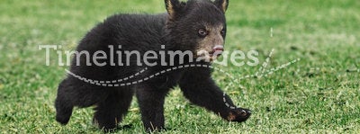American Black Bear Cub Runs Across Grass