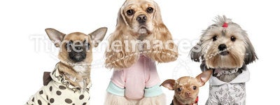 Group of 4 dogs dressed : chihuahua,shih tzu and C