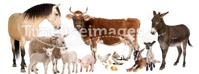 Group of farm animals : cow, sheep, horse, donkey,