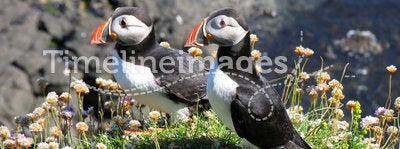 Two puffins pose for the camera
