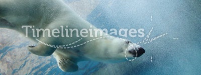 Underwater Polar Bear