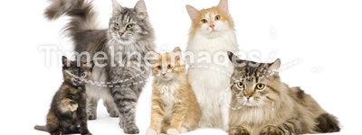 Group of 5 cats in a row : Norwegian, Siberian and