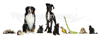 Group of pets - Dog, cat, bird, reptile, rabbit, f