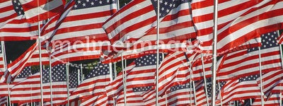 Many American Flags in the Grass