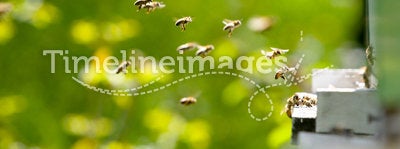 Bees working