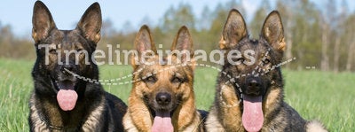 Three German sheep-dogs