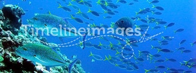Underwater Mackerel Gang