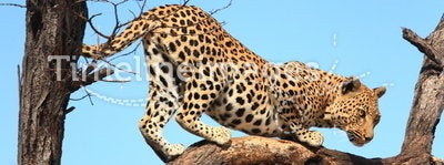 Leopard on Tree