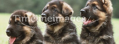 Three german shepherd puppies