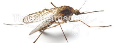 Anopheles mosquito