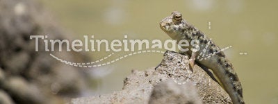 Mudskipper stand on mud