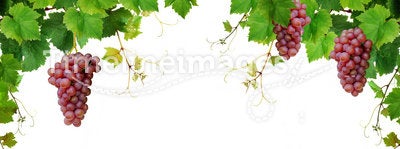 Grapevine border with wine grapes