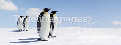 Pairs of emperor penguins