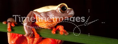 red tree frog tropical amazon rain forest big eyes