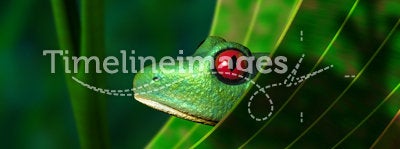Endangered Rainforest Tree Frog