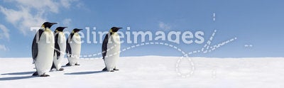 Penguins in icy panorama