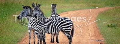 Zebra crossing in safari