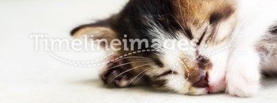 Cat photo - Sleeping kitty 2