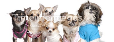 Group of dogs dressed-up