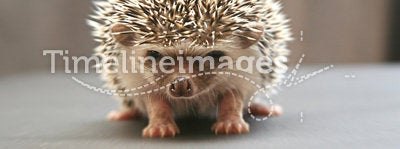 Hedgehog (two weeks)