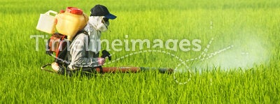 Worker at Rice Field