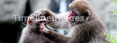 Snow Monkeys grooming