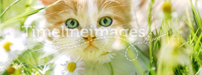 Cute little cat with green eyes in green grass
